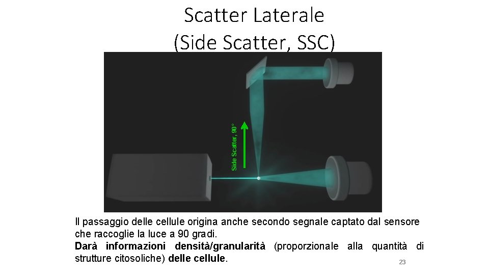 Side Scatter, 90° Scatter Laterale (Side Scatter, SSC) Il passaggio delle cellule origina anche