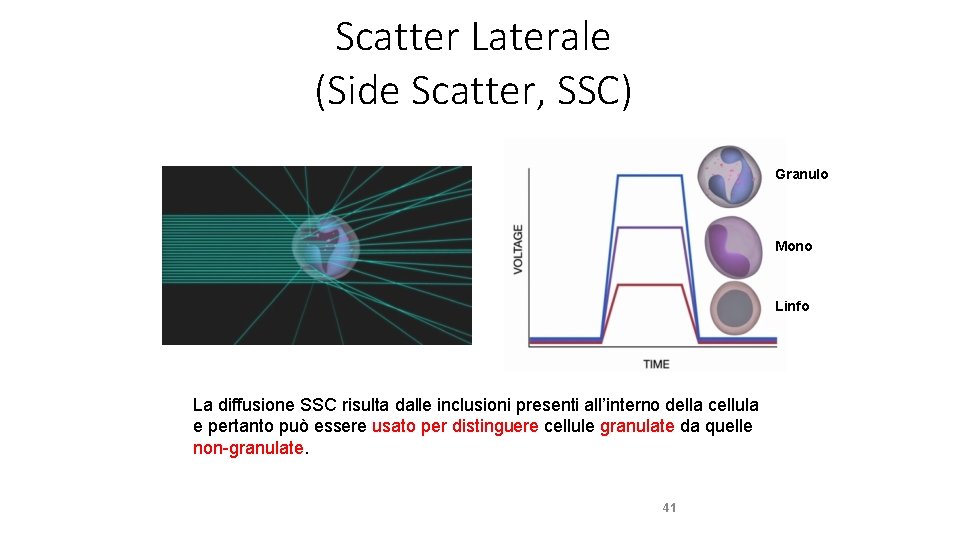 Scatter Laterale (Side Scatter, SSC) Granulo Mono Linfo La diffusione SSC risulta dalle inclusioni
