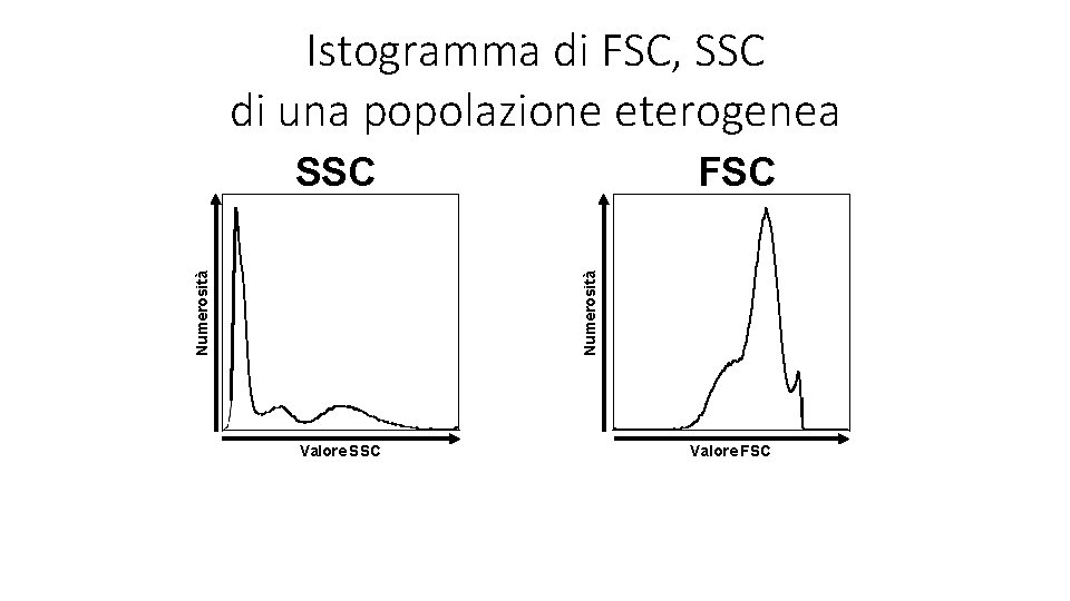 Istogramma di FSC, SSC di una popolazione eterogenea FSC Numerosità SSC Valore FSC 