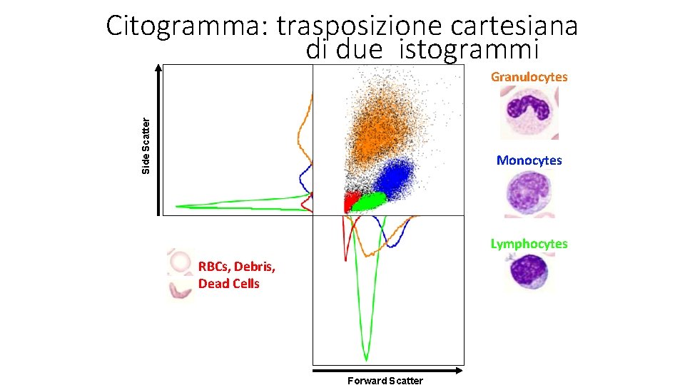 Citogramma: trasposizione cartesiana di due istogrammi Side Scatter Granulocytes Monocytes Lymphocytes RBCs, Debris, Dead