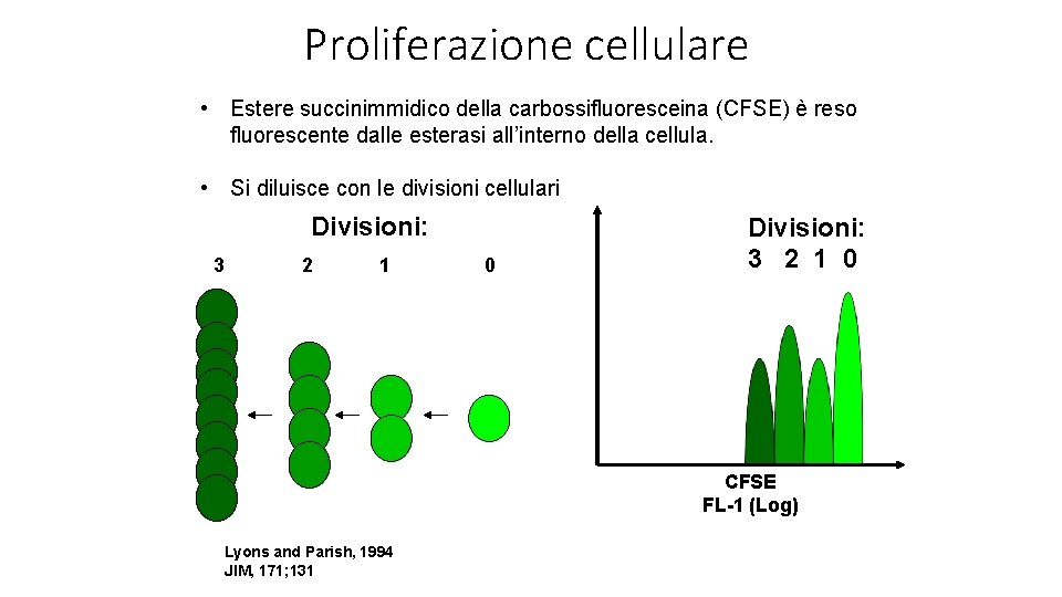 Proliferazione cellulare • Estere succinimmidico della carbossifluoresceina (CFSE) è reso fluorescente dalle esterasi all’interno