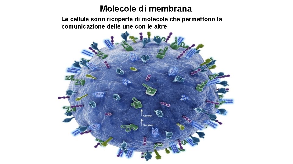 Molecole di membrana Le cellule sono ricoperte di molecole che permettono la comunicazione delle