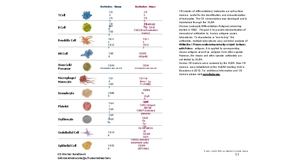 Key Markers - Human T Cell B Cell CD 3 CD 4 CD CD