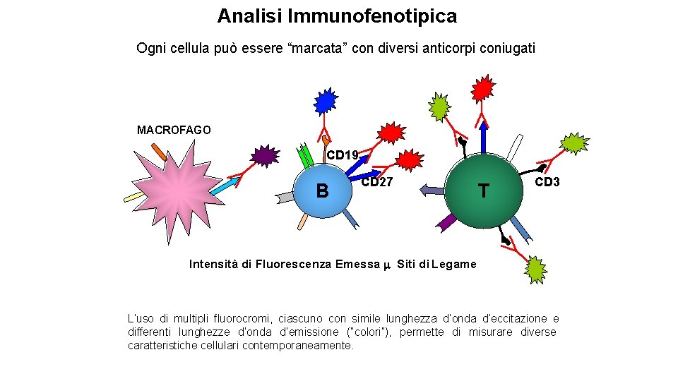 Analisi Immunofenotipica Ogni cellula può essere “marcata” con diversi anticorpi coniugati MACROFAGO CD 19