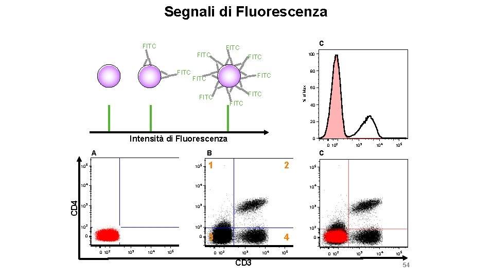 Segnali di Fluorescenza FITC C FITC 80 FITC % of Max FITC 100 FITC