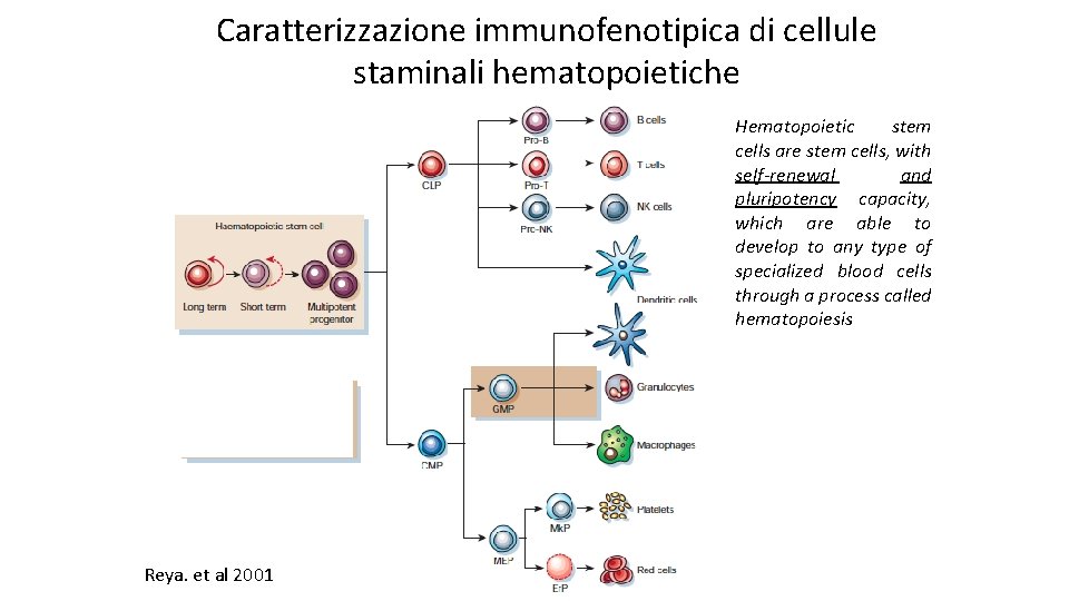 Caratterizzazione immunofenotipica di cellule staminali hematopoietiche Hematopoietic stem cells are stem cells, with self-renewal