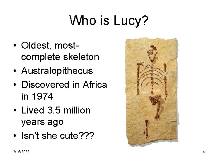 Who is Lucy? • Oldest, mostcomplete skeleton • Australopithecus • Discovered in Africa in