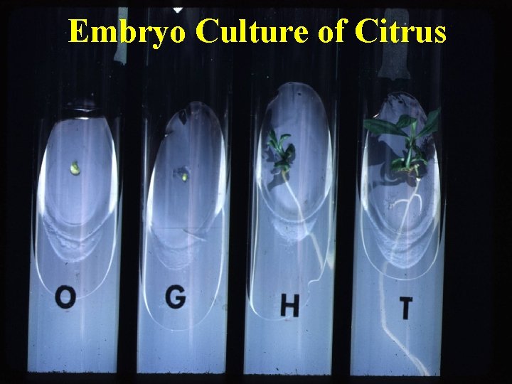 Embryo Culture of Citrus 