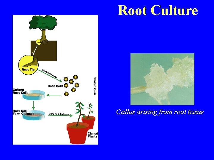 Root Culture Callus arising from root tissue 