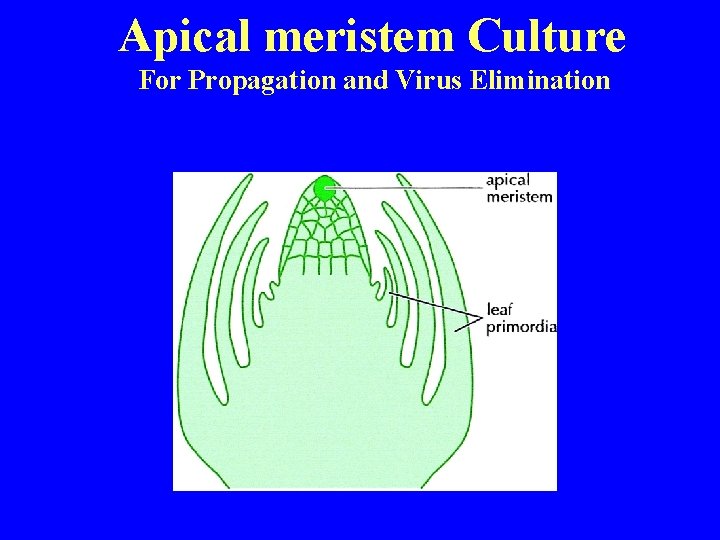 Apical meristem Culture For Propagation and Virus Elimination 