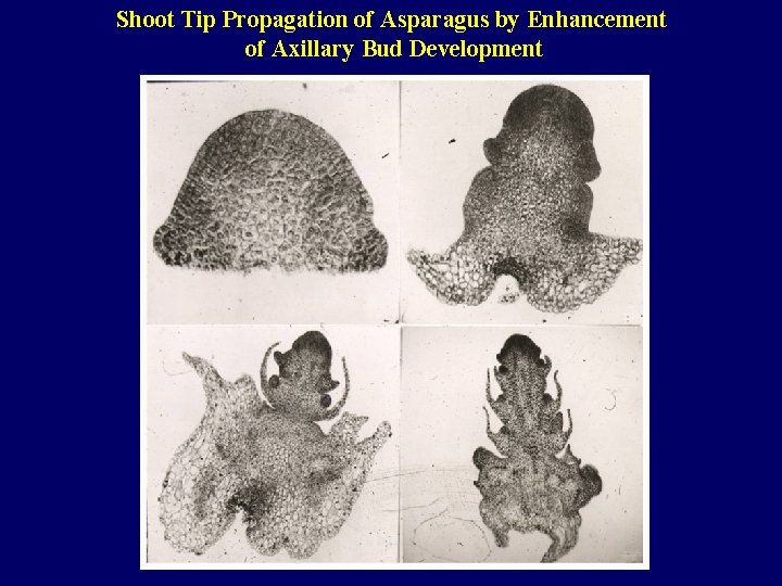 Shoot Tip Propagation of Asparagus by Enhancement of Axillary Bud Development 