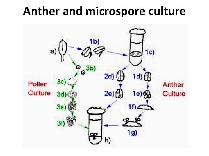 Anther and microspore culture 