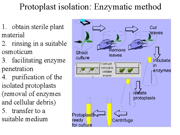 Protoplast isolation: Enzymatic method 1. obtain sterile plant material 2. rinsing in a suitable