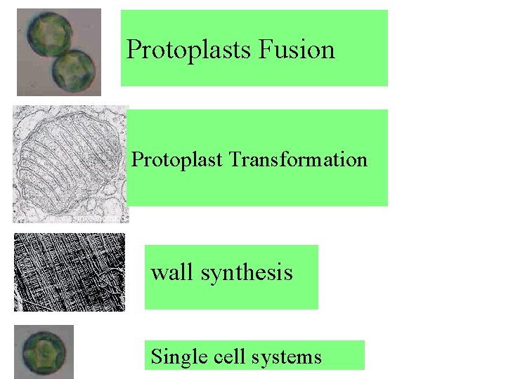 Protoplasts Fusion Protoplast Transformation wall synthesis Single cell systems 
