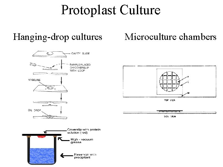 Protoplast Culture Hanging-drop cultures Microculture chambers 