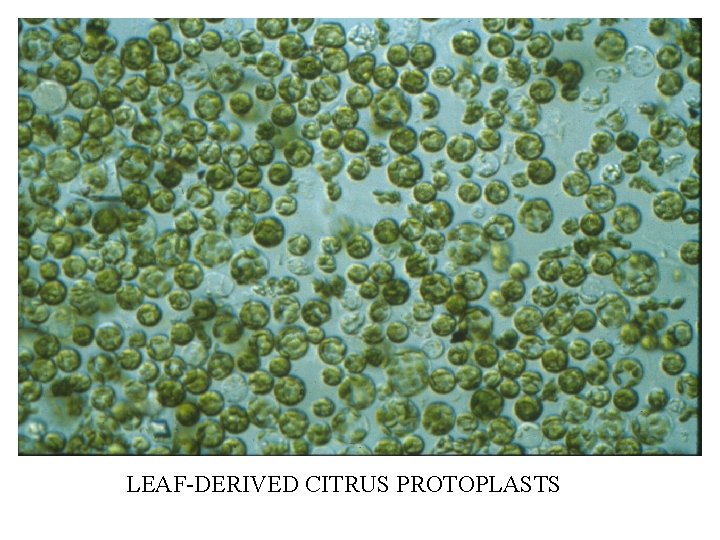 LEAF-DERIVED CITRUS PROTOPLASTS 