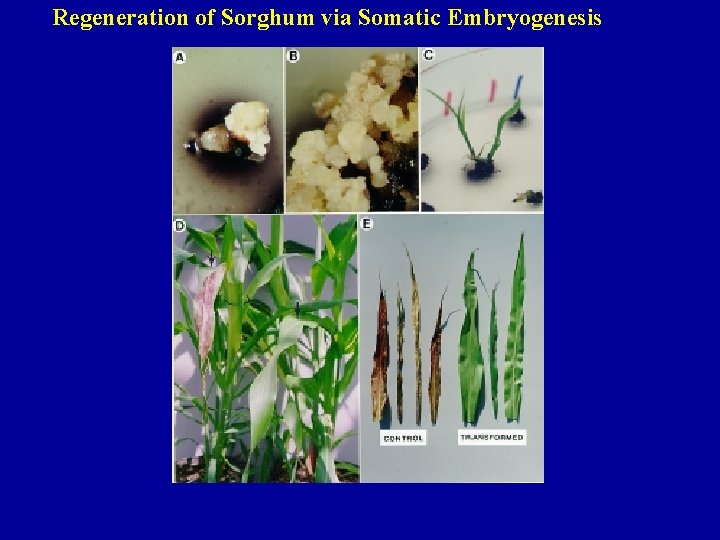 Regeneration of Sorghum via Somatic Embryogenesis 