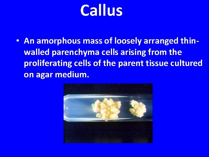 Callus • An amorphous mass of loosely arranged thinwalled parenchyma cells arising from the