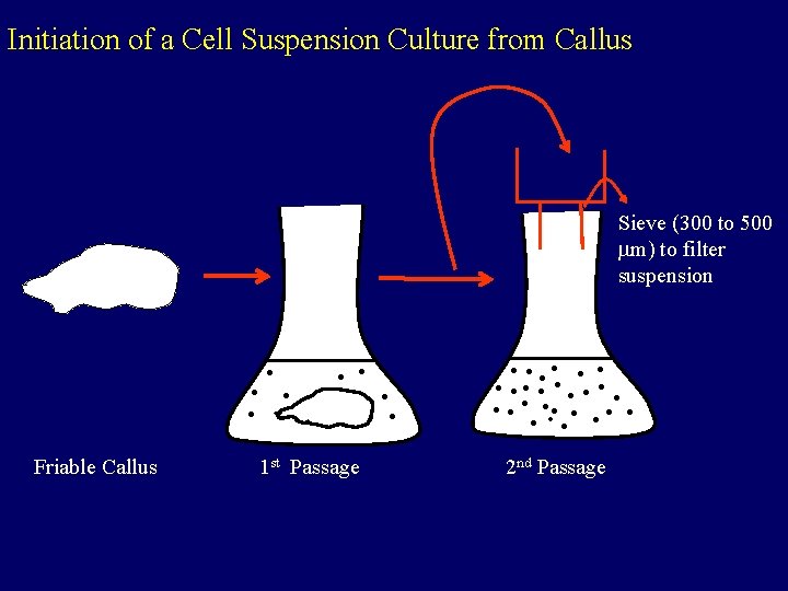 Initiation of a Cell Suspension Culture from Callus Sieve (300 to 500 m) to