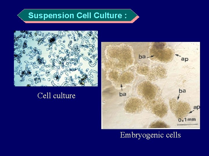 Suspension Cell Culture : Cell culture Embryogenic cells 