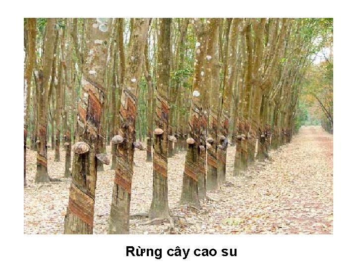 Rừng cây cao su 