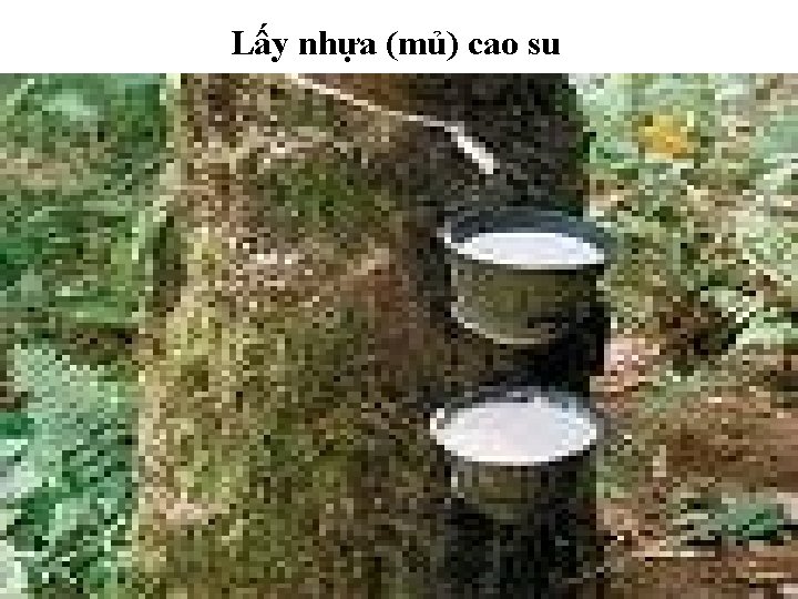 Lấy nhựa (mủ) cao su 