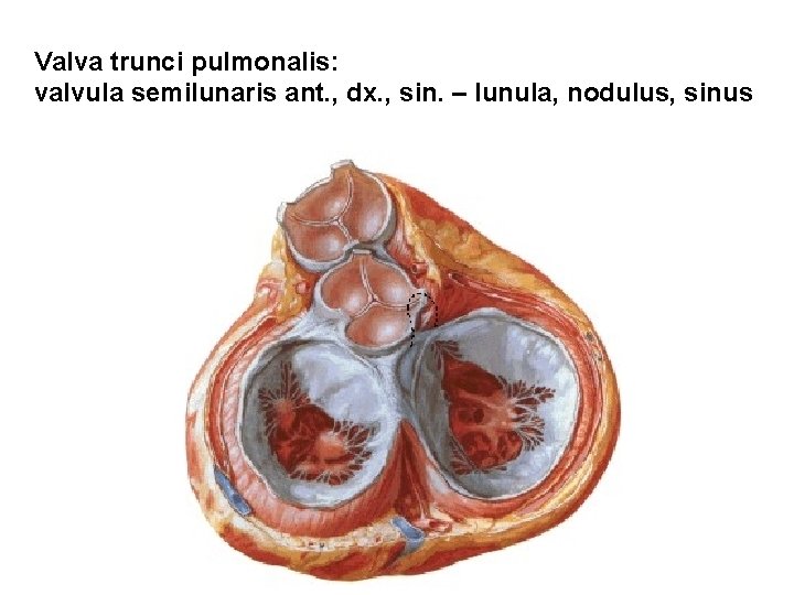 Valva trunci pulmonalis: valvula semilunaris ant. , dx. , sin. – lunula, nodulus, sinus Valva trunci pulmonalis: valvula semilunaris ant. , dx. , sin. – lunula, nodulus, sinus