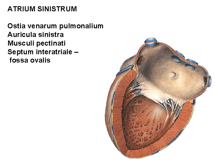 ATRIUM SINISTRUM Ostia venarum pulmonalium Auricula sinistra Musculi pectinati Septum interatriale – fossa ovalis ATRIUM SINISTRUM Ostia venarum pulmonalium Auricula sinistra Musculi pectinati Septum interatriale – fossa ovalis