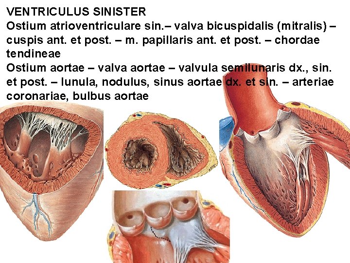 VENTRICULUS SINISTER Ostium atrioventriculare sin. – valva bicuspidalis (mitralis) – cuspis ant. et post. VENTRICULUS SINISTER Ostium atrioventriculare sin. – valva bicuspidalis (mitralis) – cuspis ant. et post.