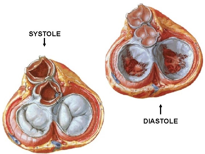 SYSTOLE DIASTOLE SYSTOLE DIASTOLE