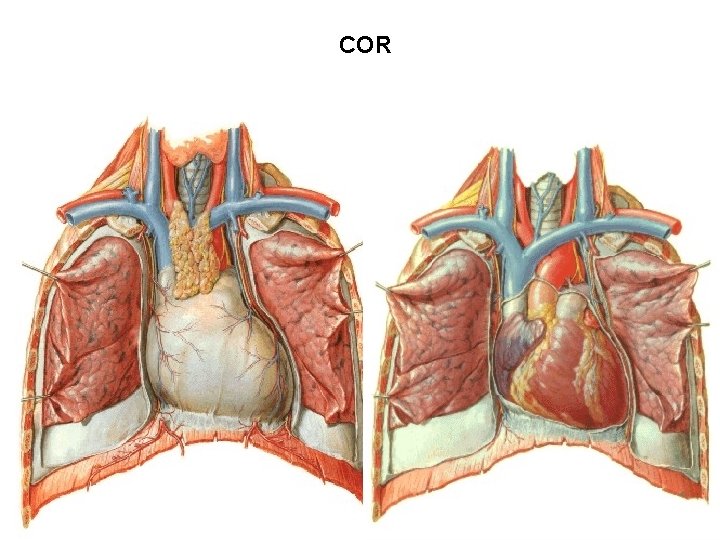 COR COR