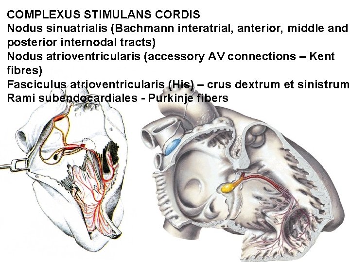 COMPLEXUS STIMULANS CORDIS Nodus sinuatrialis (Bachmann interatrial, anterior, middle and posterior internodal tracts) Nodus COMPLEXUS STIMULANS CORDIS Nodus sinuatrialis (Bachmann interatrial, anterior, middle and posterior internodal tracts) Nodus