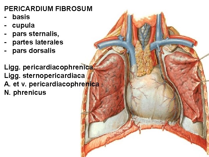 PERICARDIUM FIBROSUM - basis - cupula - pars sternalis, - partes laterales - pars PERICARDIUM FIBROSUM - basis - cupula - pars sternalis, - partes laterales - pars