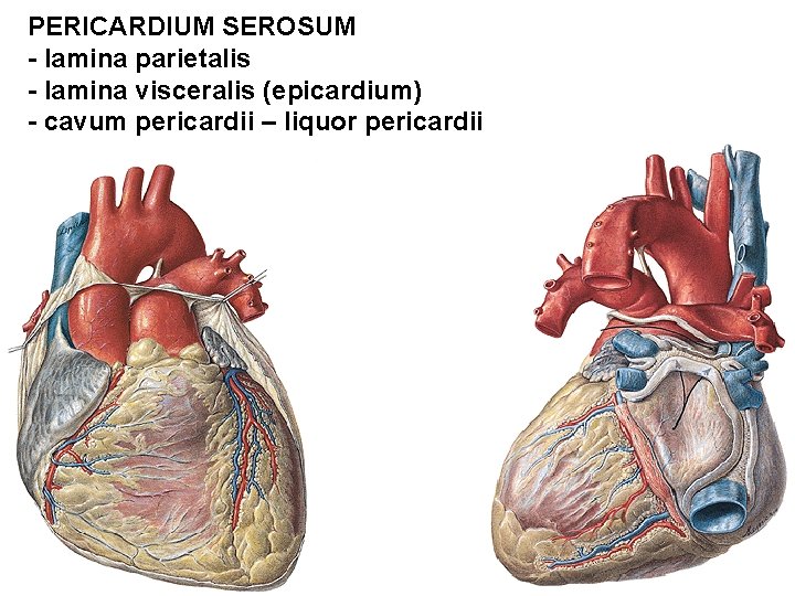 PERICARDIUM SEROSUM - lamina parietalis - lamina visceralis (epicardium) - cavum pericardii – liquor PERICARDIUM SEROSUM - lamina parietalis - lamina visceralis (epicardium) - cavum pericardii – liquor
