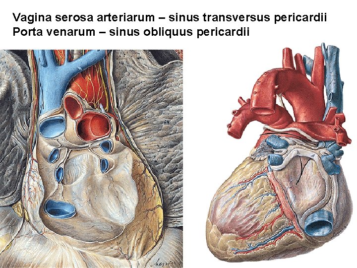 Vagina serosa arteriarum – sinus transversus pericardii Porta venarum – sinus obliquus pericardii Vagina serosa arteriarum – sinus transversus pericardii Porta venarum – sinus obliquus pericardii