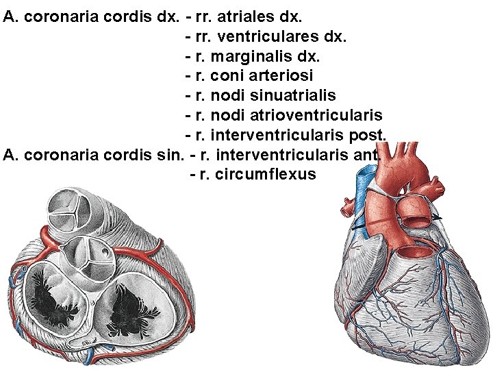 A. coronaria cordis dx. - rr. atriales dx. - rr. ventriculares dx. - r. A. coronaria cordis dx. - rr. atriales dx. - rr. ventriculares dx. - r.