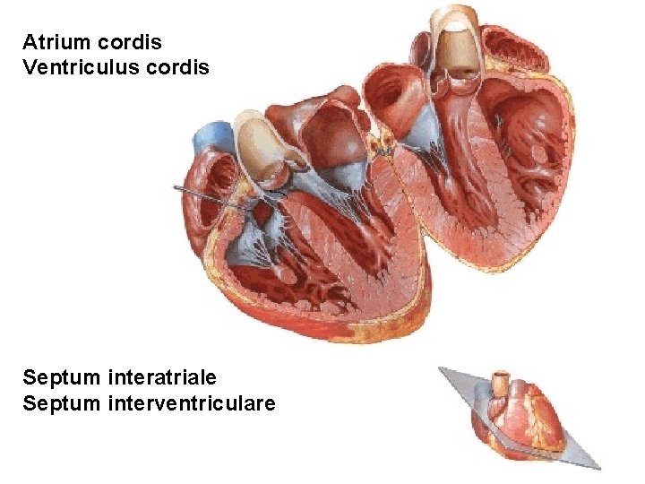 Atrium cordis Ventriculus cordis Septum interatriale Septum interventriculare Atrium cordis Ventriculus cordis Septum interatriale Septum interventriculare