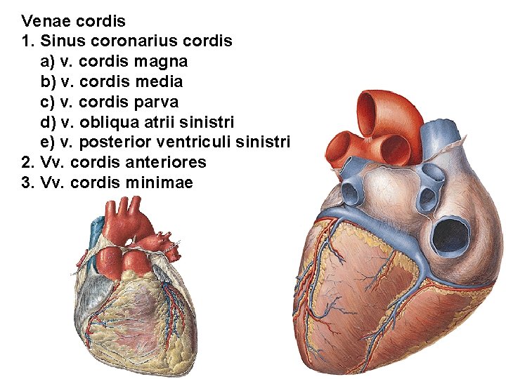 Venae cordis 1. Sinus coronarius cordis a) v. cordis magna b) v. cordis media Venae cordis 1. Sinus coronarius cordis a) v. cordis magna b) v. cordis media