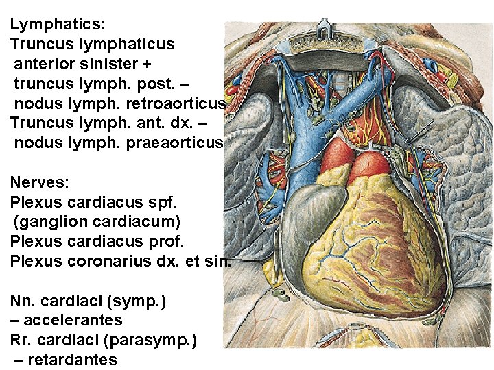 Lymphatics: Truncus lymphaticus anterior sinister + truncus lymph. post. – nodus lymph. retroaorticus Truncus Lymphatics: Truncus lymphaticus anterior sinister + truncus lymph. post. – nodus lymph. retroaorticus Truncus