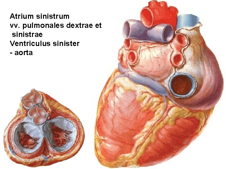 Atrium sinistrum vv. pulmonales dextrae et sinistrae Ventriculus sinister - aorta Atrium sinistrum vv. pulmonales dextrae et sinistrae Ventriculus sinister - aorta