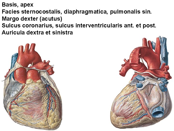 Basis, apex Facies sternocostalis, diaphragmatica, pulmonalis sin. Margo dexter (acutus) Sulcus coronarius, sulcus interventricularis Basis, apex Facies sternocostalis, diaphragmatica, pulmonalis sin. Margo dexter (acutus) Sulcus coronarius, sulcus interventricularis