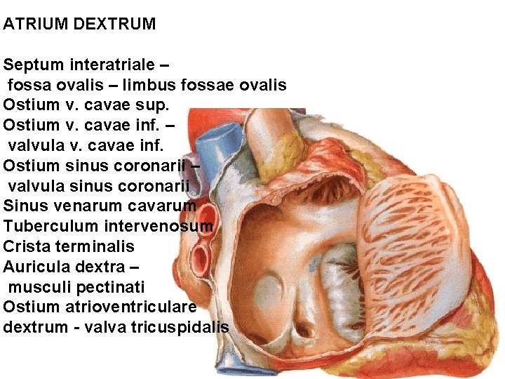ATRIUM DEXTRUM Septum interatriale – fossa ovalis – limbus fossae ovalis Ostium v. cavae ATRIUM DEXTRUM Septum interatriale – fossa ovalis – limbus fossae ovalis Ostium v. cavae