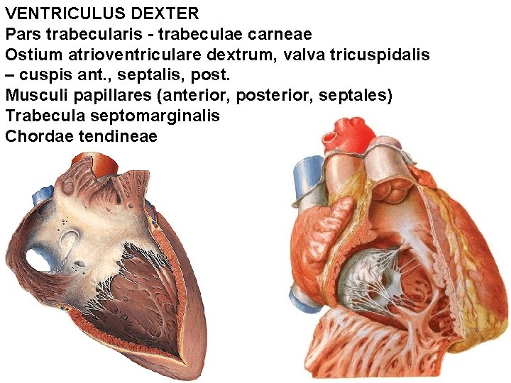 VENTRICULUS DEXTER Pars trabecularis - trabeculae carneae Ostium atrioventriculare dextrum, valva tricuspidalis – cuspis VENTRICULUS DEXTER Pars trabecularis - trabeculae carneae Ostium atrioventriculare dextrum, valva tricuspidalis – cuspis