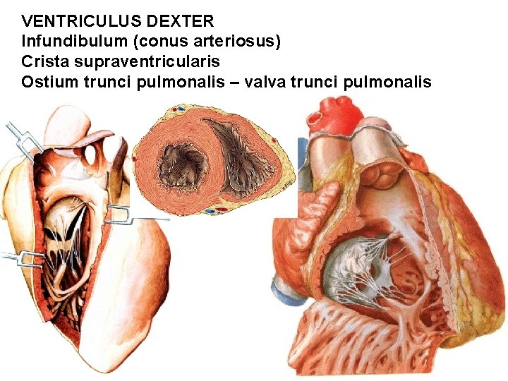 VENTRICULUS DEXTER Infundibulum (conus arteriosus) Crista supraventricularis Ostium trunci pulmonalis – valva trunci pulmonalis VENTRICULUS DEXTER Infundibulum (conus arteriosus) Crista supraventricularis Ostium trunci pulmonalis – valva trunci pulmonalis