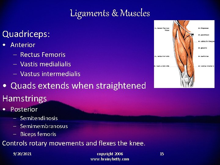 Ligaments & Muscles Quadriceps: • Anterior – Rectus Femoris – Vastis medialialis – Vastus