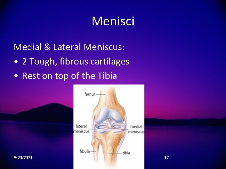 Menisci Medial & Lateral Meniscus: • 2 Tough, fibrous cartilages • Rest on top