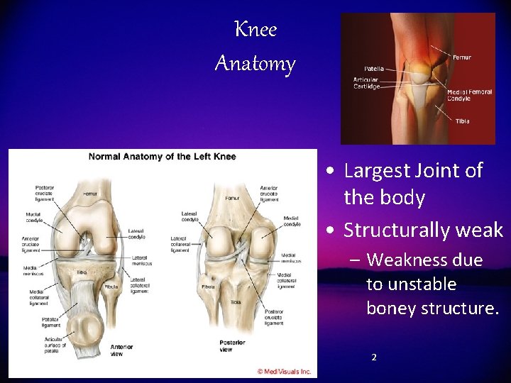 Knee Anatomy • Largest Joint of the body • Structurally weak – Weakness due