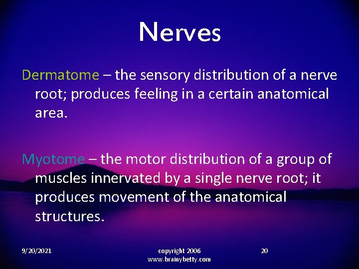 Nerves Dermatome – the sensory distribution of a nerve root; produces feeling in a