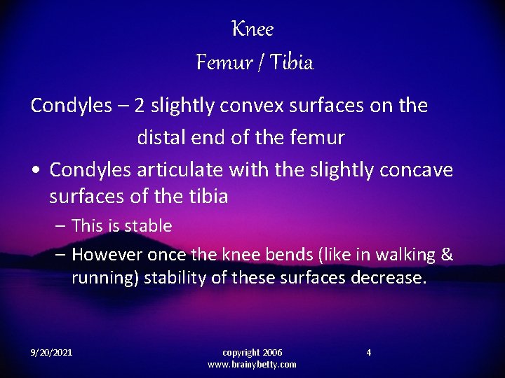 Knee Femur / Tibia Condyles – 2 slightly convex surfaces on the distal end