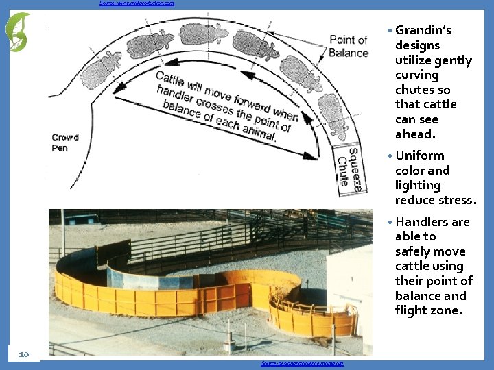 Source: www. milkproduction. com • Grandin’s designs utilize gently curving chutes so that cattle